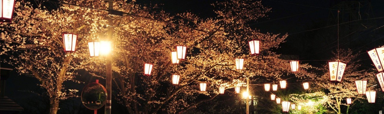 足羽山の花見ぼんぼり