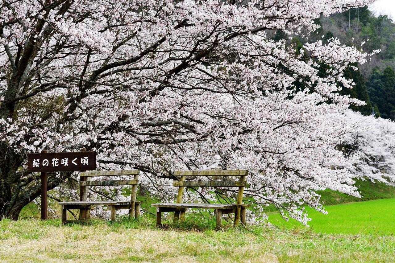 名田庄の桜並木 穏か桜並木 観光スポット 公式 福井県 観光 旅行サイト ふくいドットコム