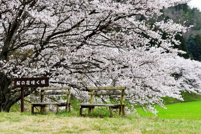 名田庄の桜並木 (穏か桜並木)