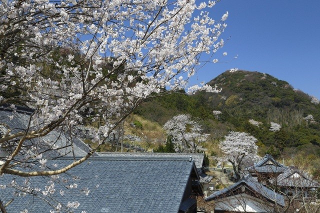 瑞林寺の一本桜