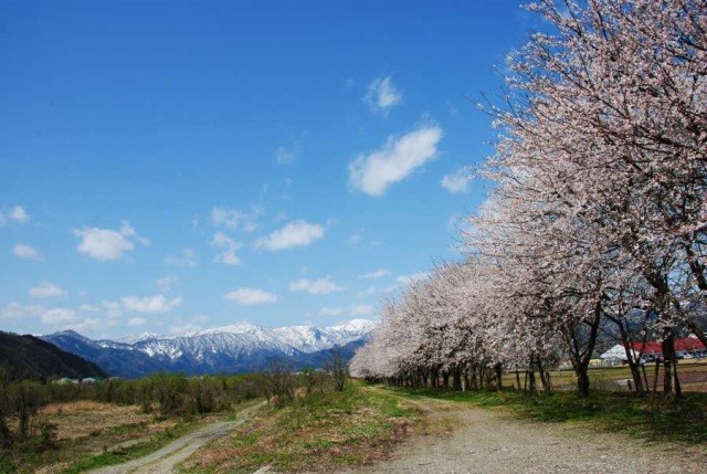 南大橋の桜並木