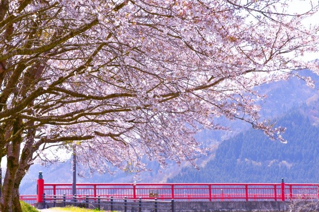 南大橋の桜並木