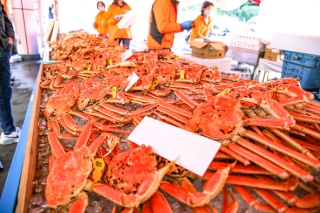 Festival du crabe d'Echizen