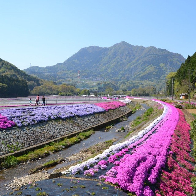 横津海の芝桜