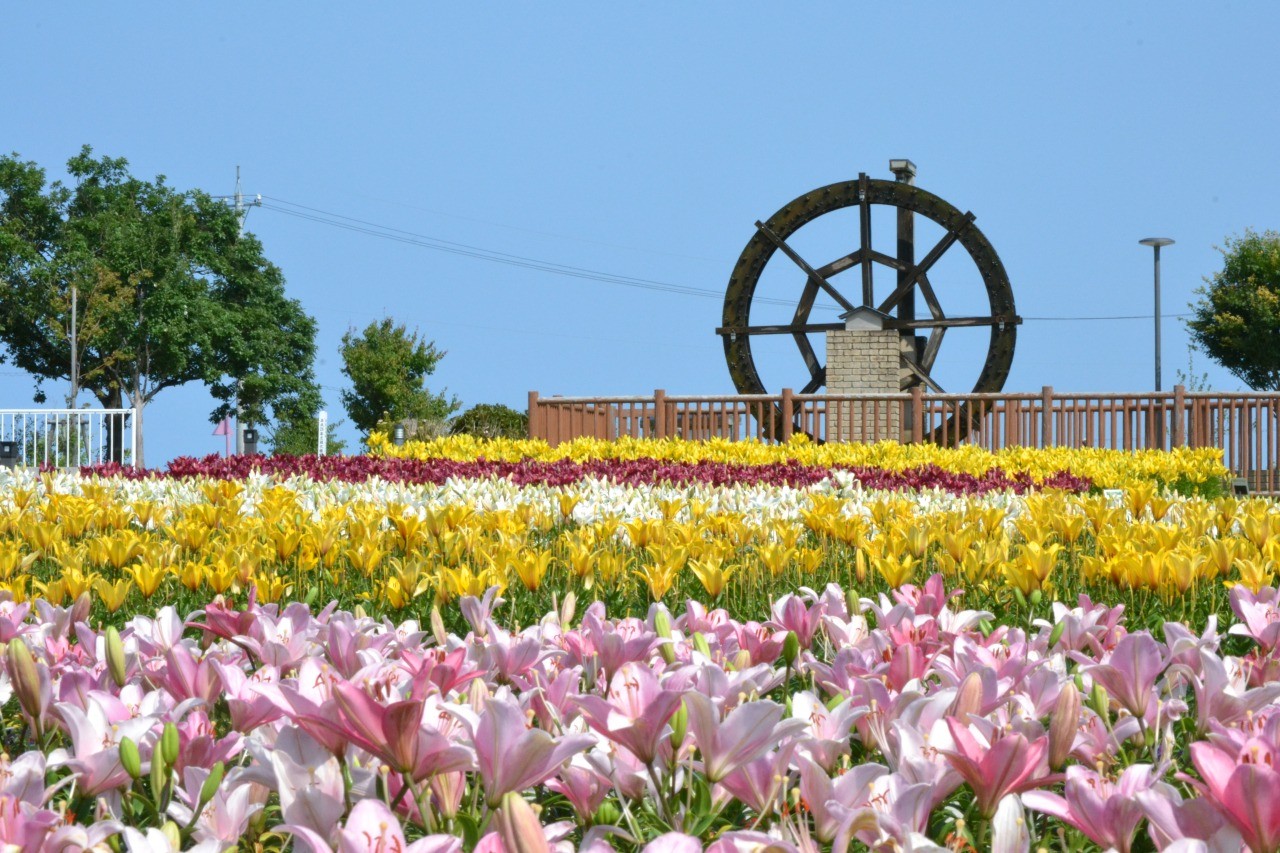 ゆりの里公園