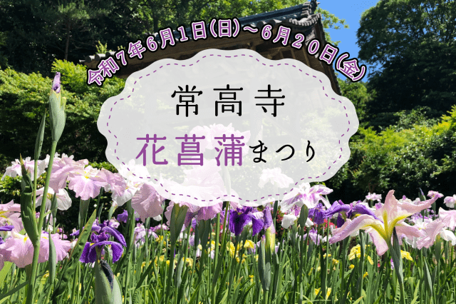 常高寺　花菖蒲まつり
