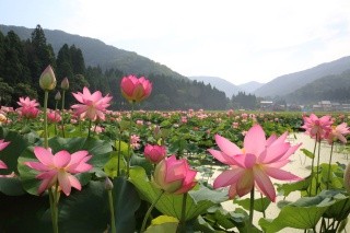 Festival du Lotus