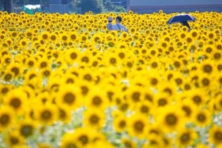 朝日向日葵田（越前町）