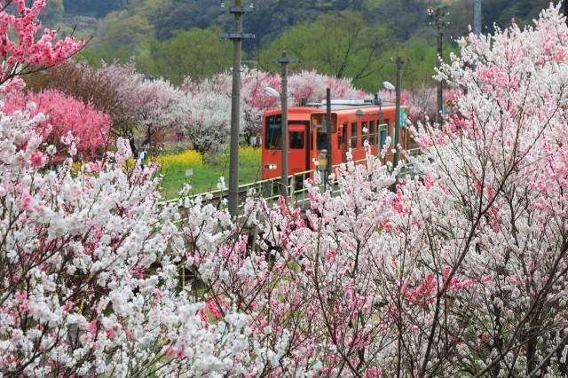 勝原花桃公園