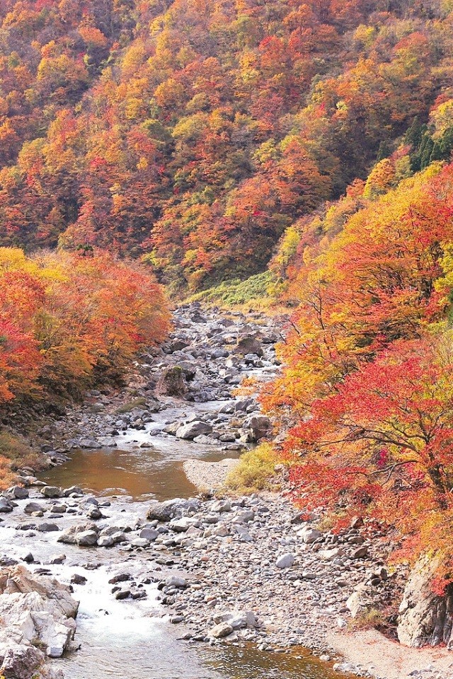 第47回九頭竜紅葉まつり 〜つながる、広がる!中部縦貫自動…
