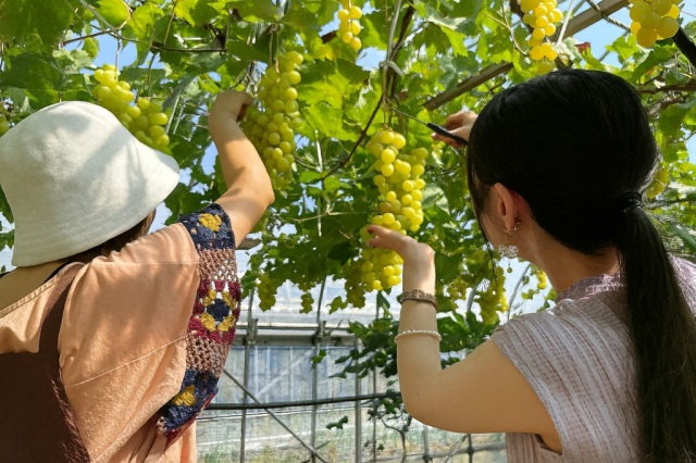 あわらフルーツランド(ぶどう、ブルーベリー狩り)