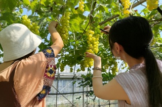 阿瓦拉果園(採摘葡萄與藍莓)