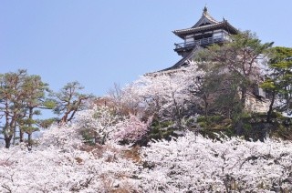 Festival des cerisiers en fleurs du château de Maruoka