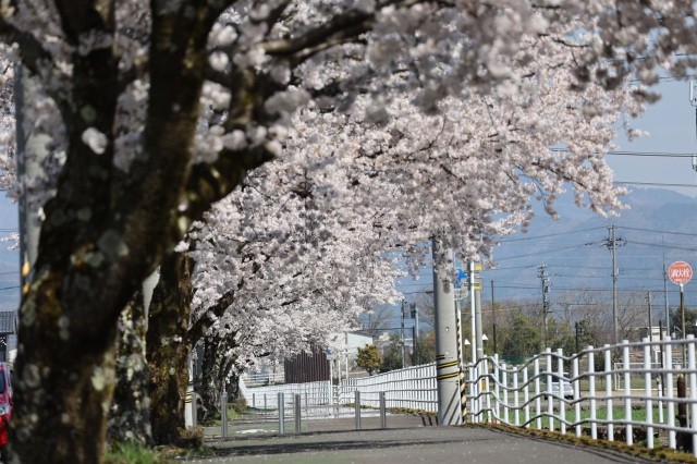 越前町営球技場横の桜並木