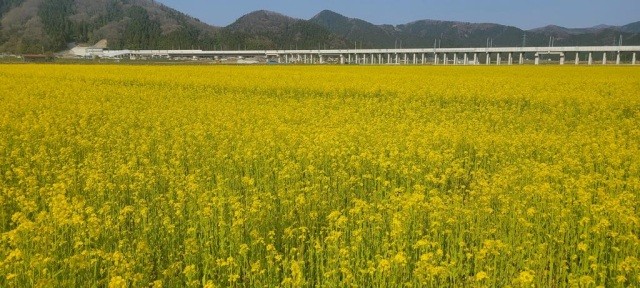 エコファーム舟枝(菜の花畑)