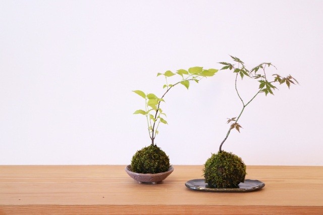 【福井県陶芸館】苔玉を飾る越前焼の皿を作ろう