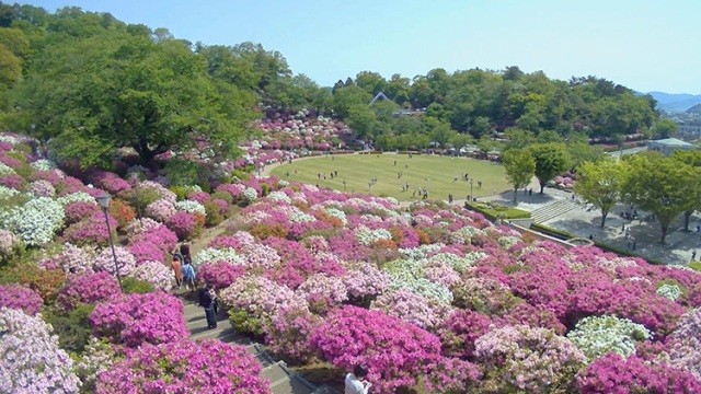 第62回さばえつつじまつり