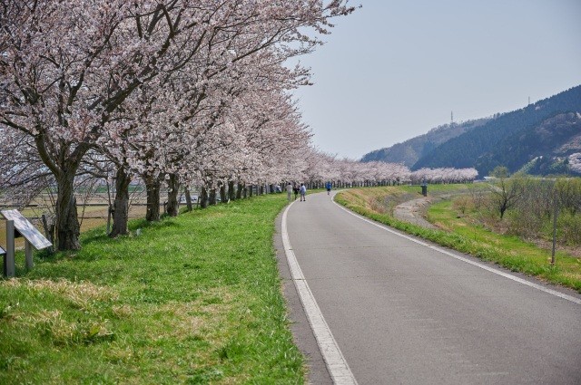 日野川桜づつみ公園