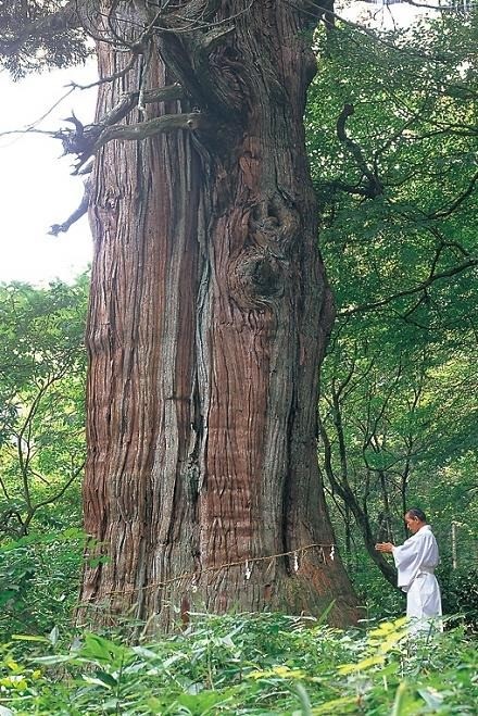 境内奥には稲荷の大杉が鎮座