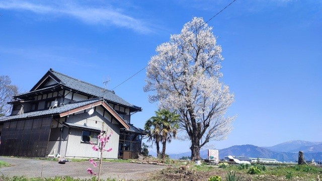 ねこばやし