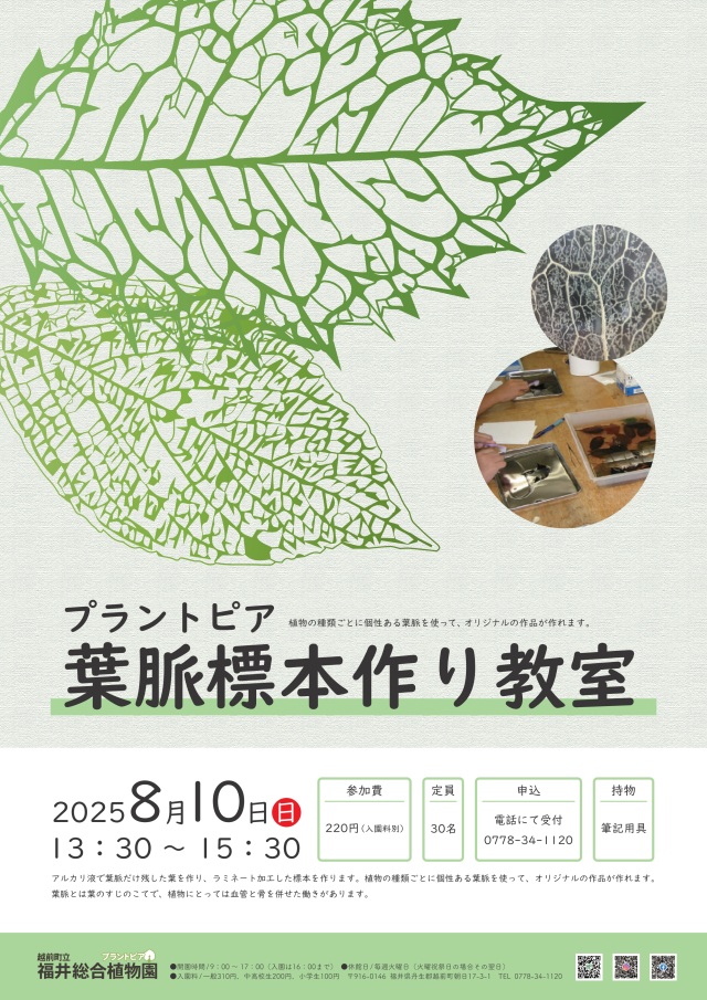 【福井総合植物園プラントピア】葉脈標本作り教室2025