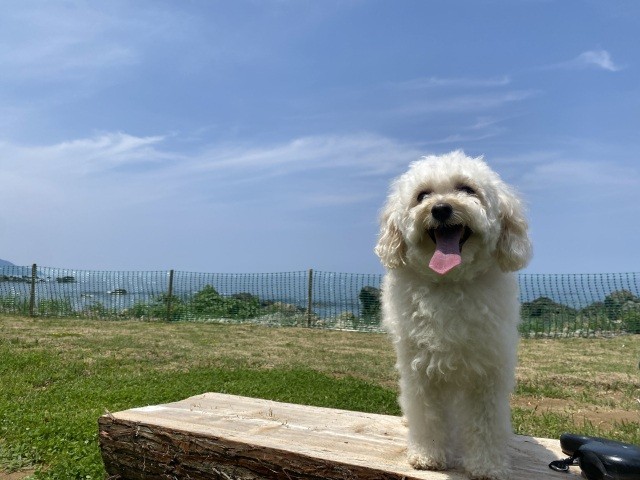 Dog Park OCEAN'S （ドッグパーク・オーシャンズ）