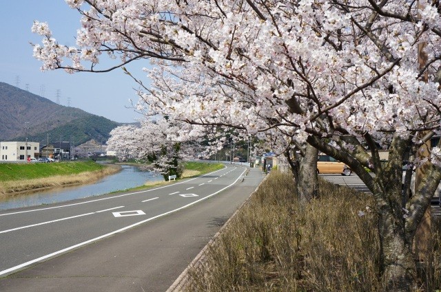 佐分利川沿いの桜並木