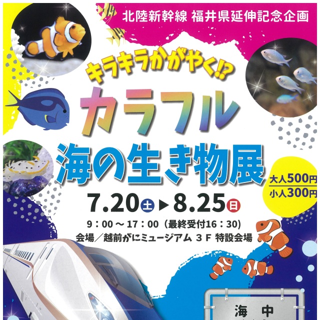 【越前がにミュージアム】キラキラかがやく⁉カラフル海の生き…