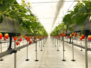 Strawberry Garden Tour