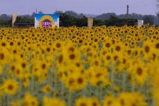 Ikegami Sunflower Park