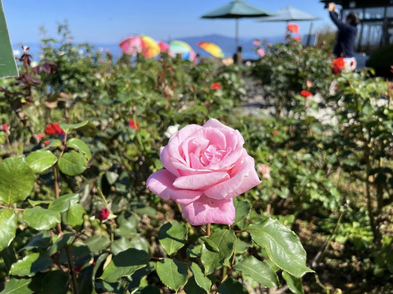 秋のローズフェア2025