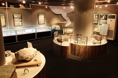 くずりゅう化石ラボ ガ・オーノ（和泉郷土資料館）