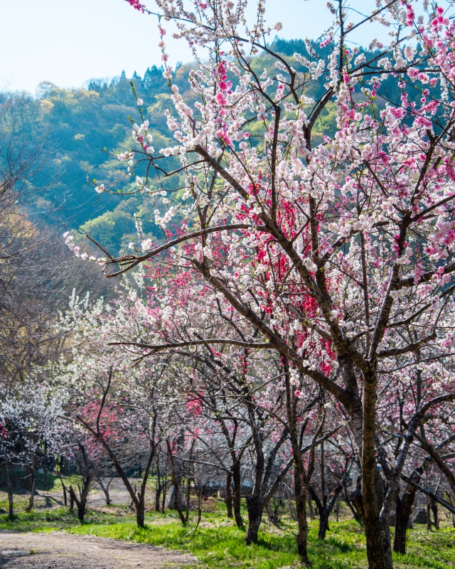九頭竜花桃回廊