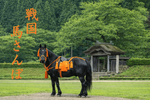 一乗谷朝倉氏遺跡「戦国 馬さんぽ」